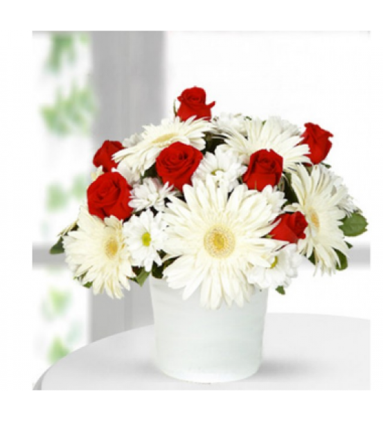 PAPATYA GERBERA GÜL ARAJMAN